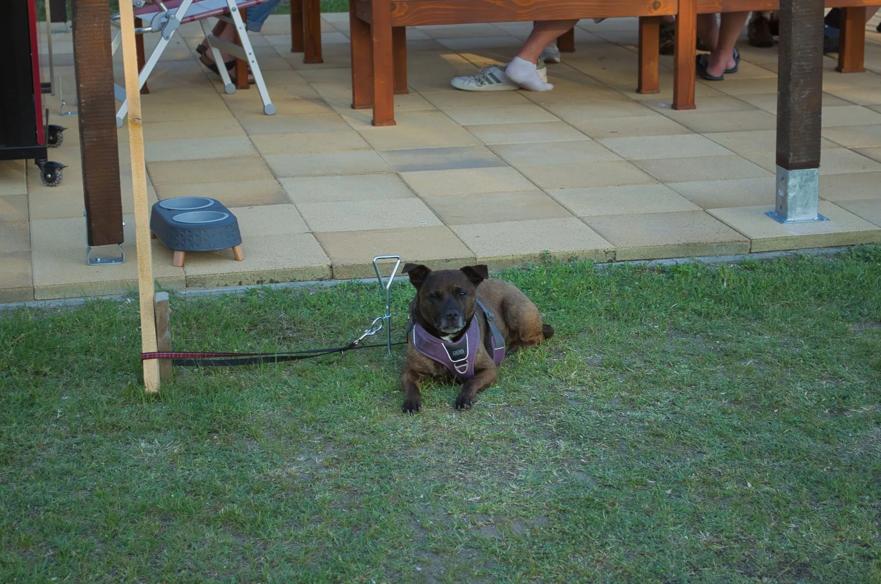 Vriendelijke hond op Camperplaats Zsana