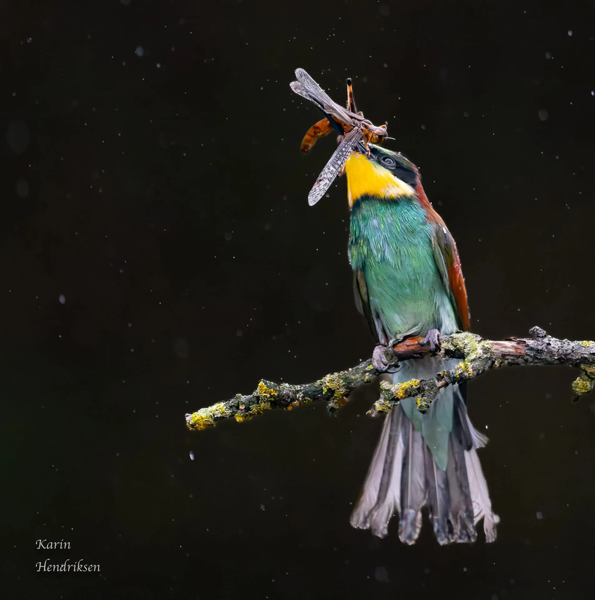 Bijeneter (Merops apiaster) met levendige kleuren