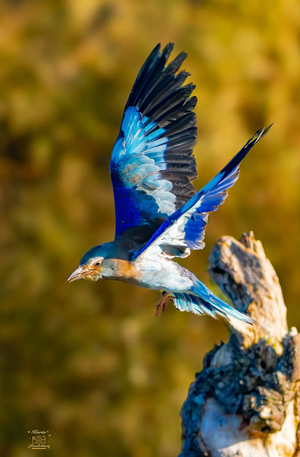 Scharrelaar (Coracias garrulus) met blauwe vleugels