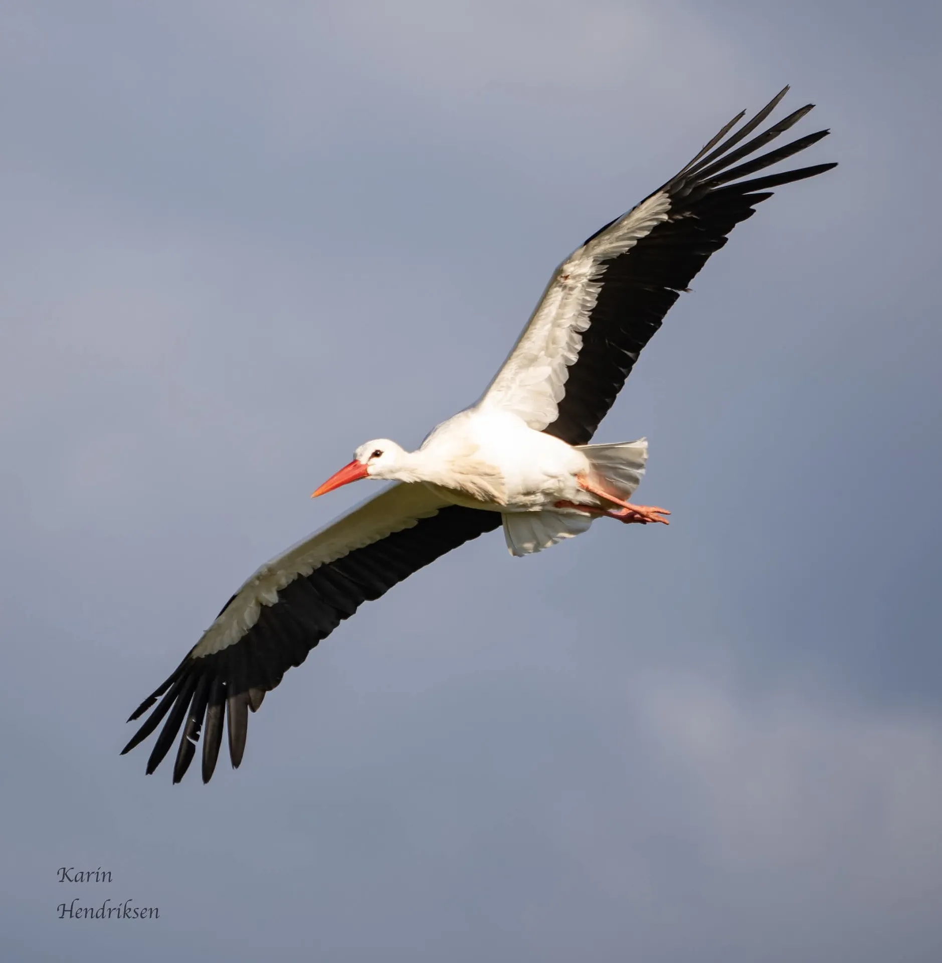 Witte Ooievaar (Ciconia ciconia) in het Hongaarse landschap