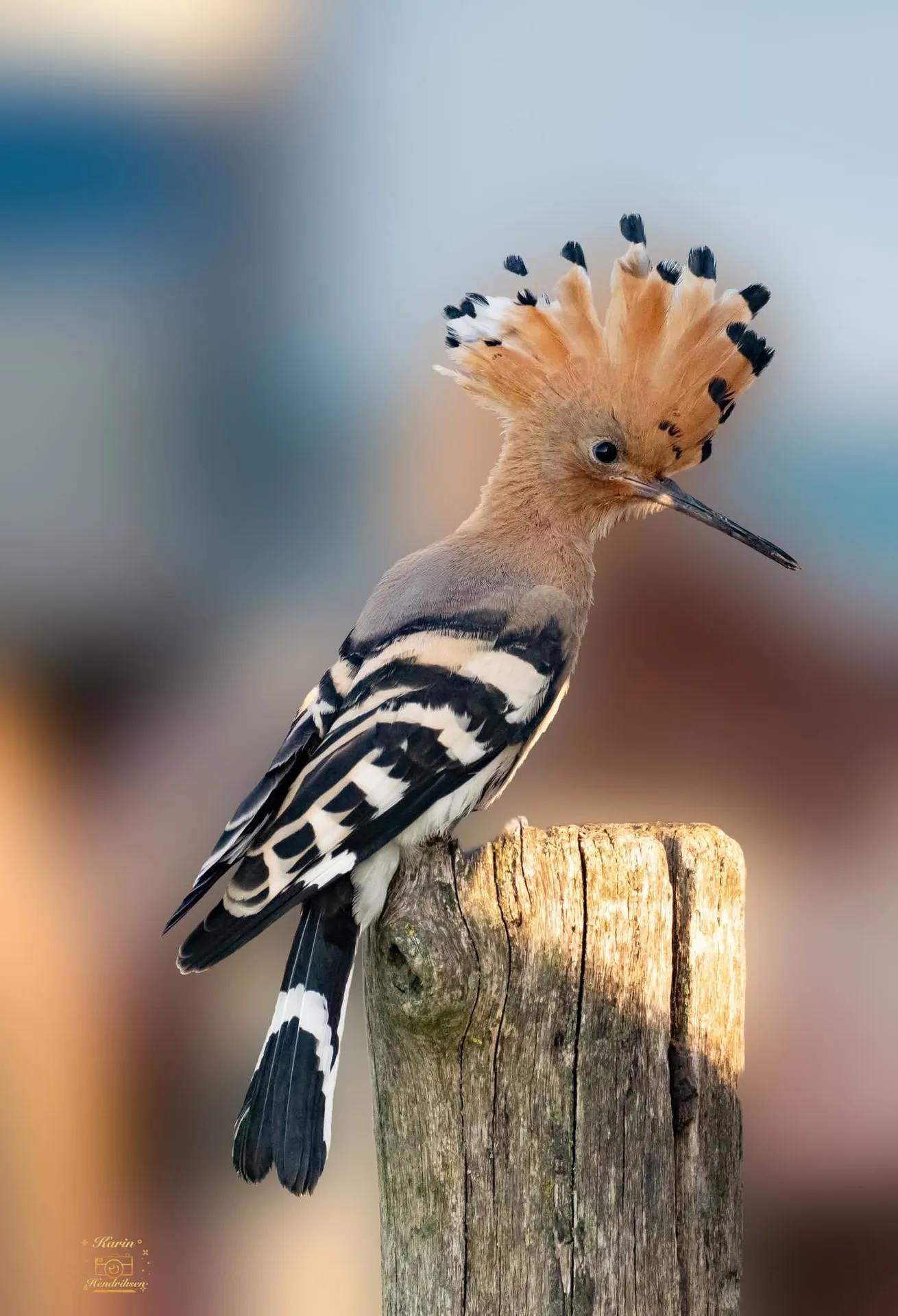 Hop (Upupa epops) in het grasland
