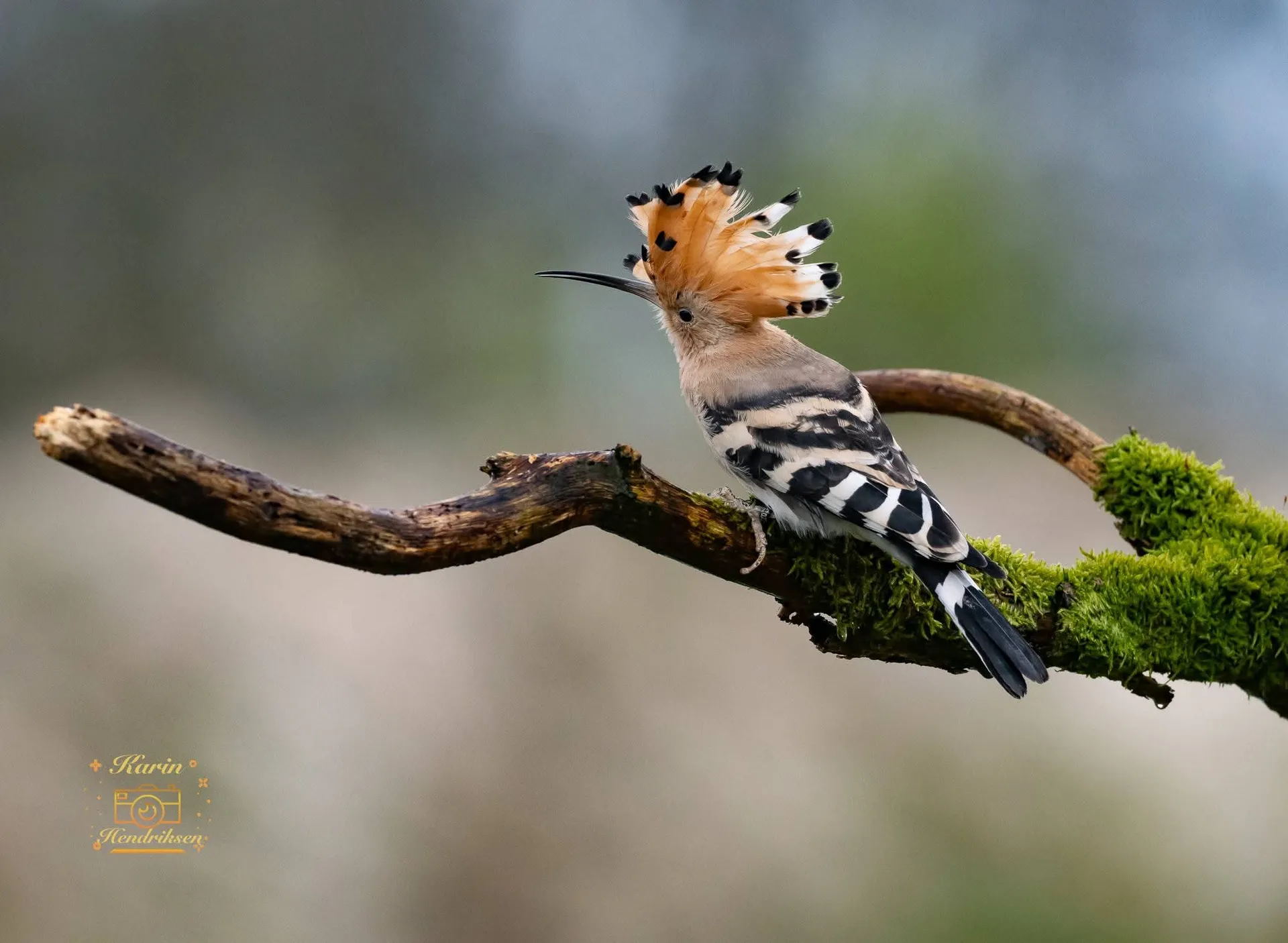 Hop (Upupa epops) op de Hongaarse puszta