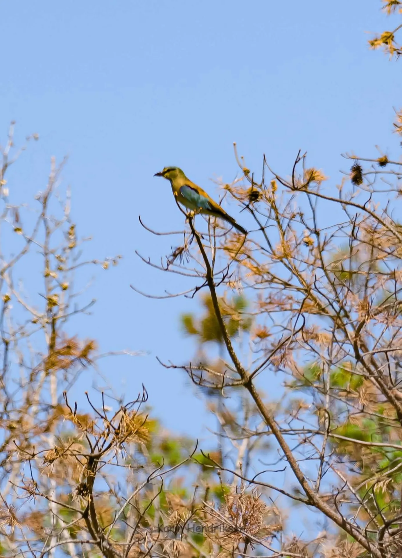 Bijeneter (Merops apiaster) in vlucht