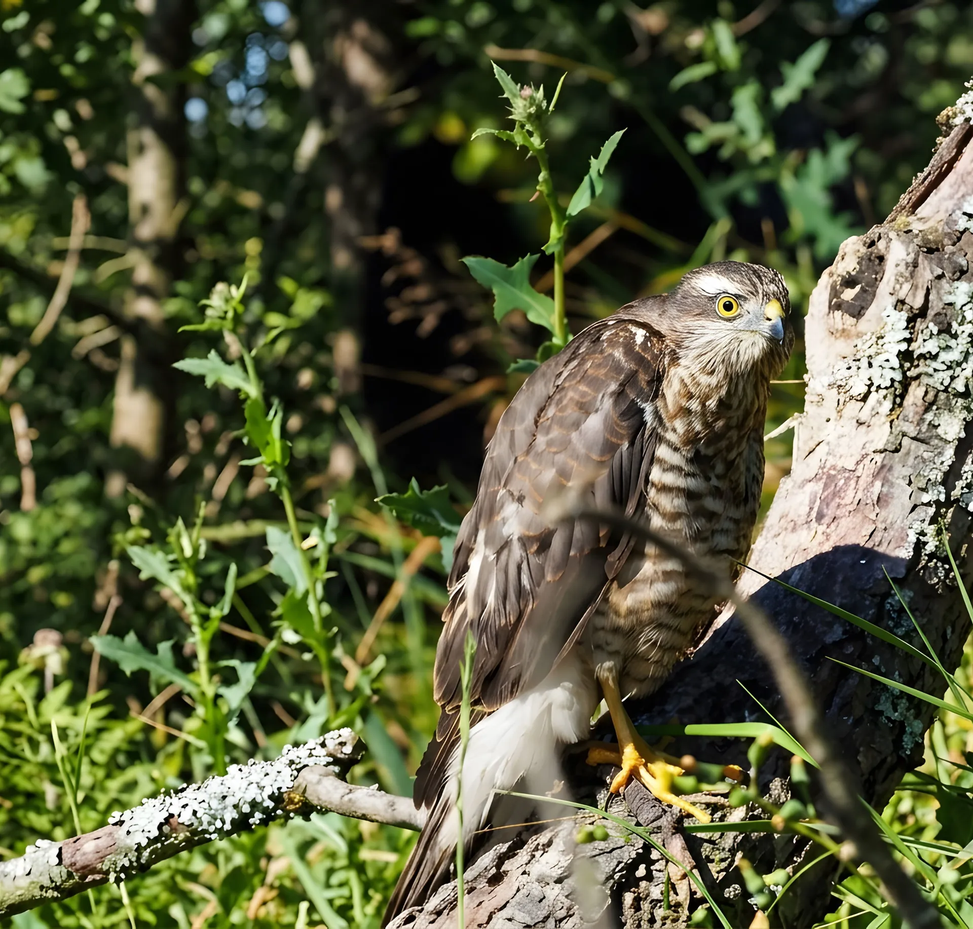 Sperwer (Accipiter nisus) in de bosschages bij Zsana