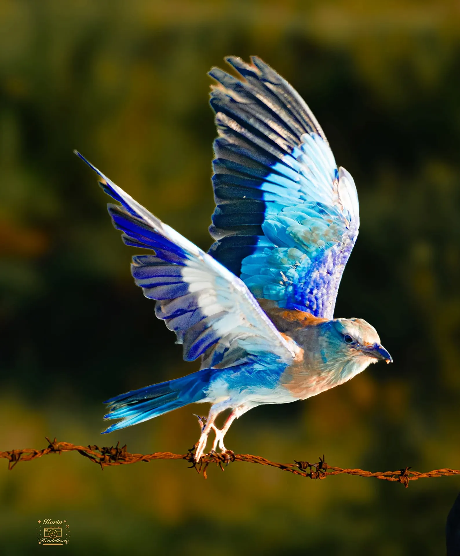 Scharrelaar (Coracias garrulus) op de Hongaarse puszta